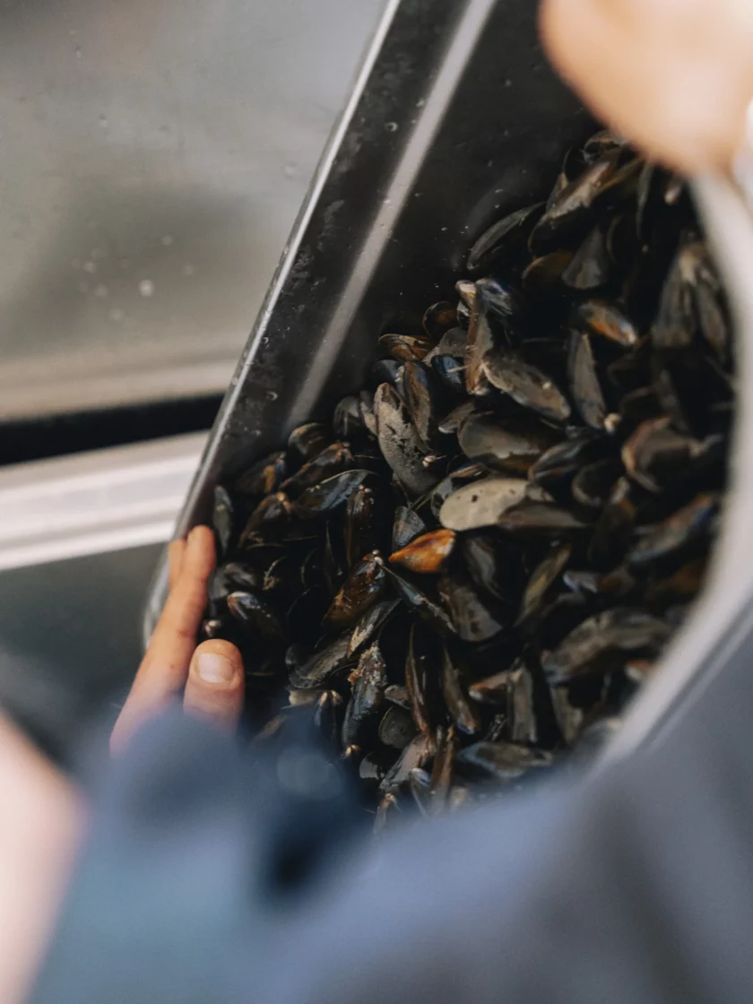 Moules fraîches